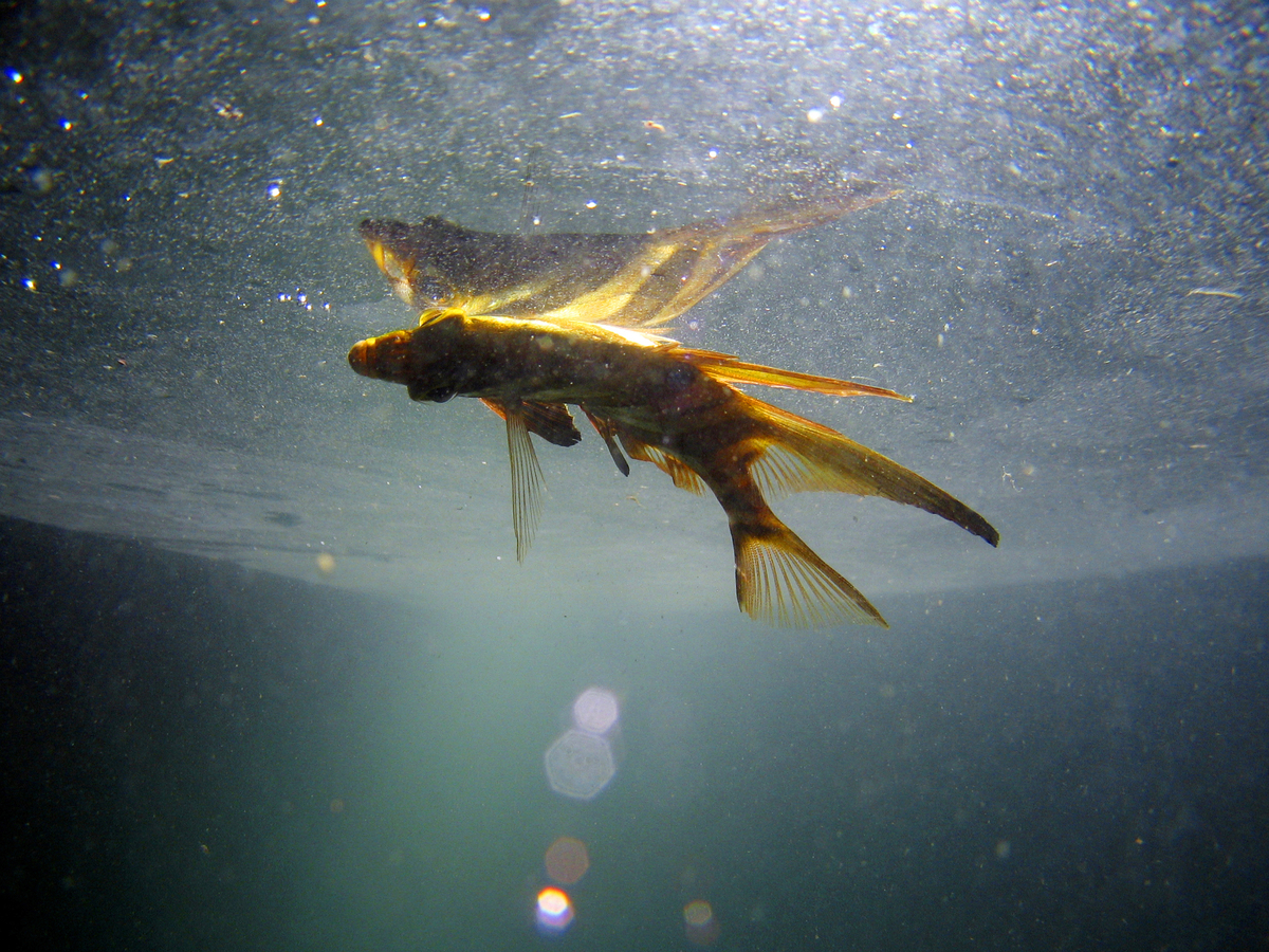 Dead fish floating in the water.